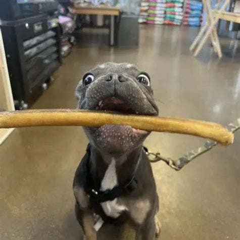 betrbowl, by Pet Planet