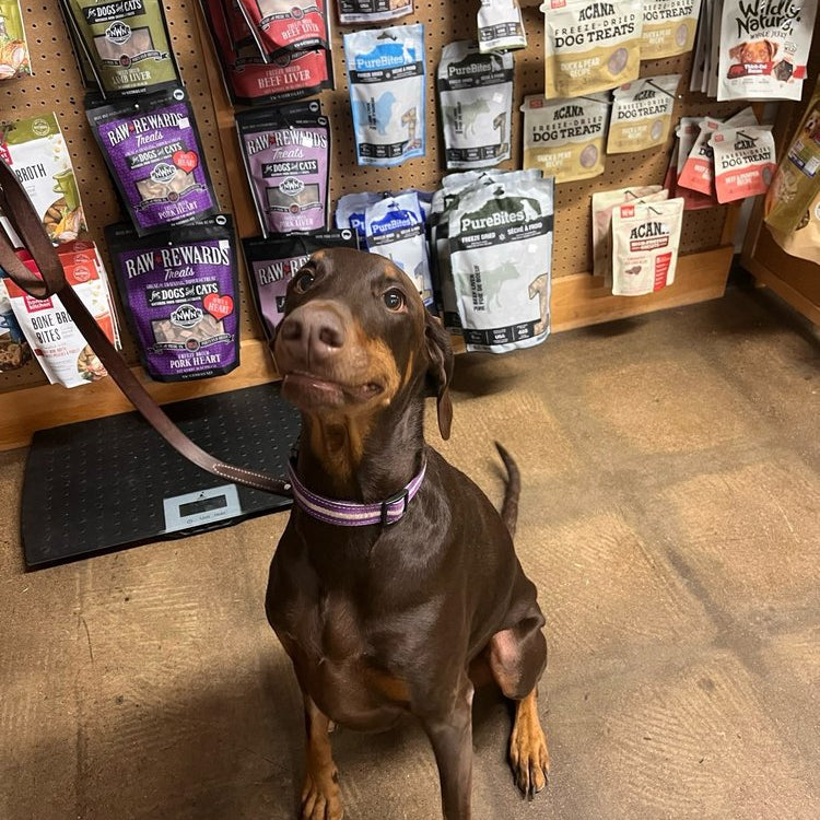 betrbowl, by Pet Planet