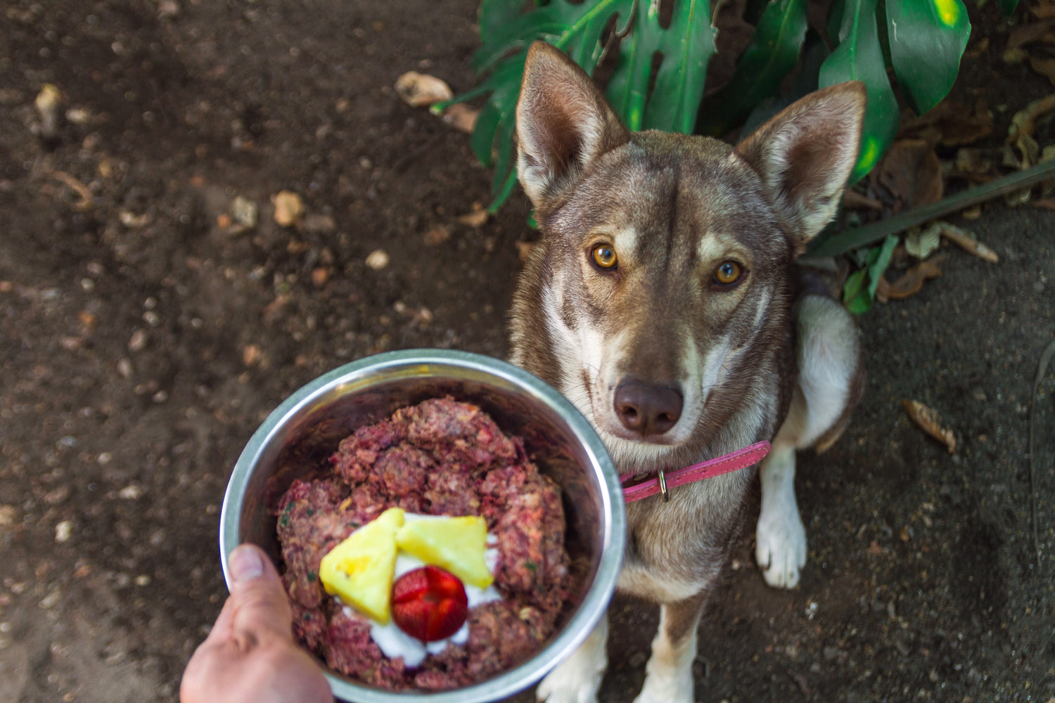 Raw Feeding: What It Is and Whether It's Right for Your Pet