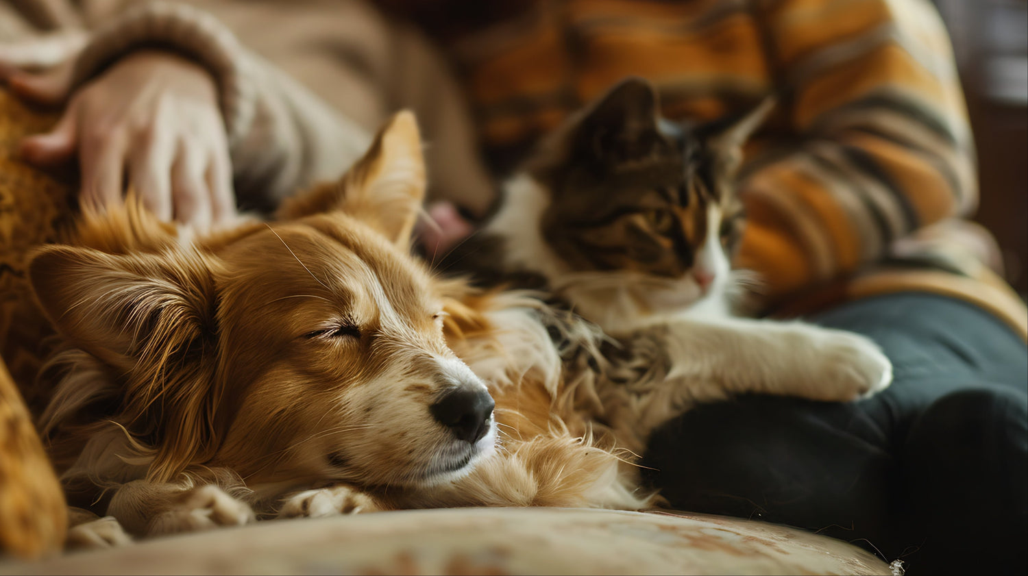 Dogs and Cats Need Different Food - Here's Why