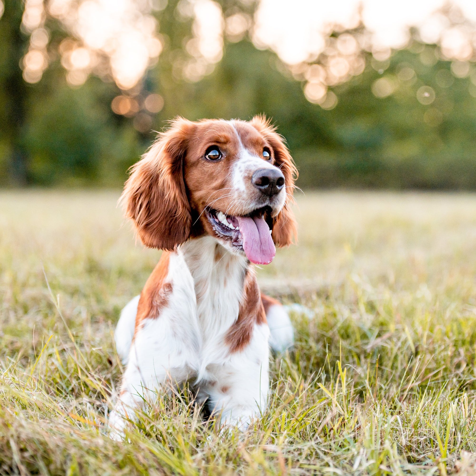 betrbowl, by Pet Planet