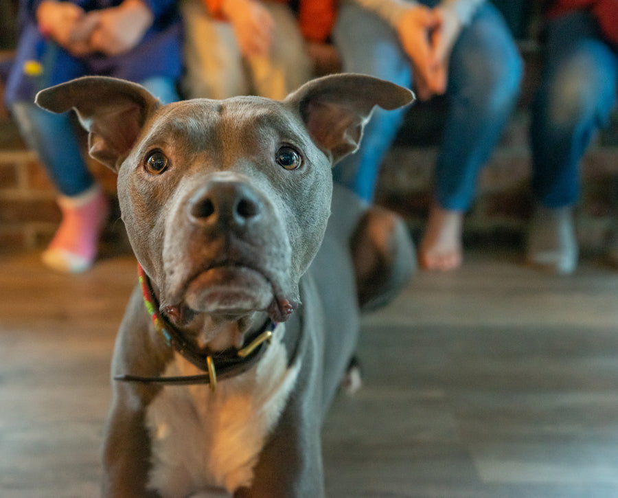 betrbowl Pet Health Advocate