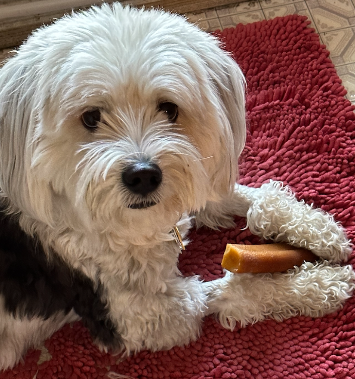 Himalayan Yak Milk: Cheesies