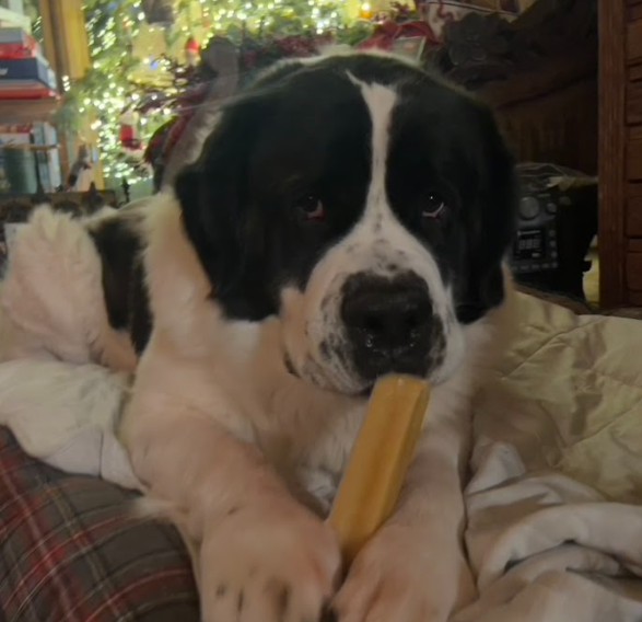 Himalayan Yak Milk: Cheesies