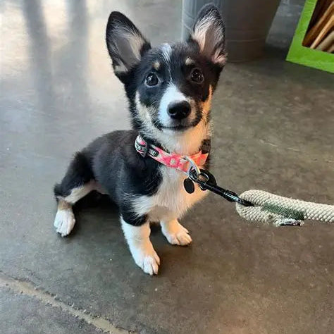 betrbowl, by Pet Planet