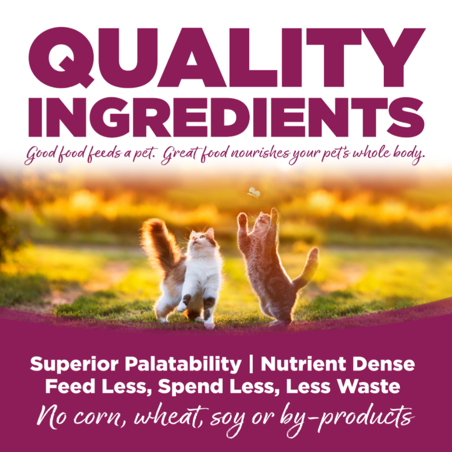 NutriSource Kitten Chicken & Rice Dry Cat Food