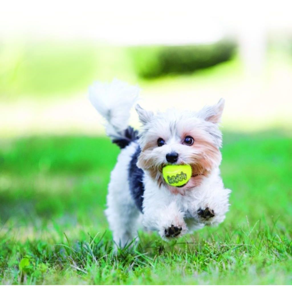 KONG - Dog Squeaker Ball