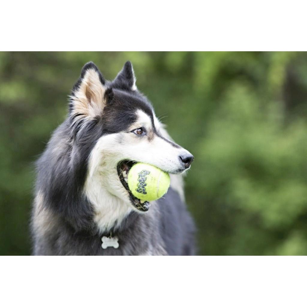 KONG - Dog Squeaker Ball