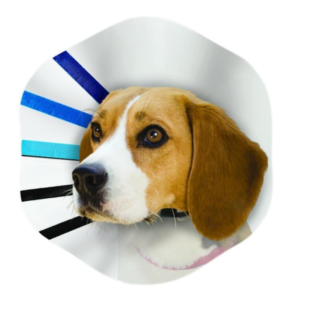 KONG - Dog EZ Collar