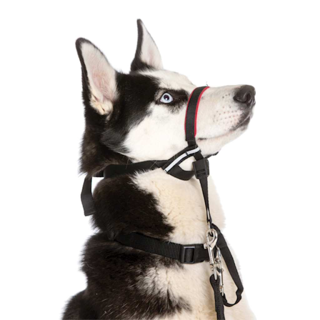Company of Animals - HALTI OptiFit Head Collar