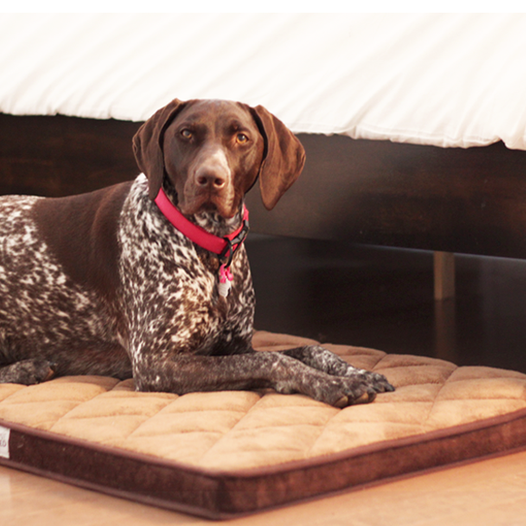 Be One Breed -  Diamond Bed Brown