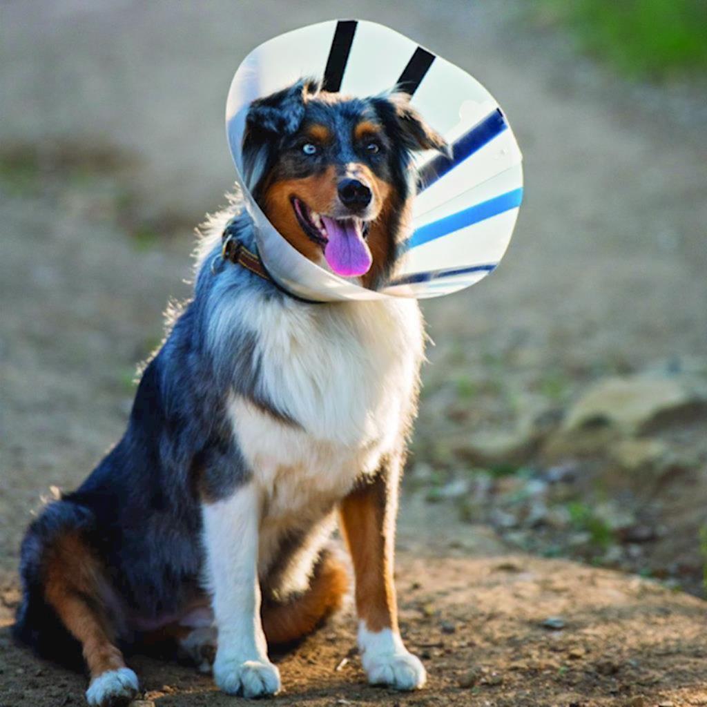 KONG - Dog EZ Collar