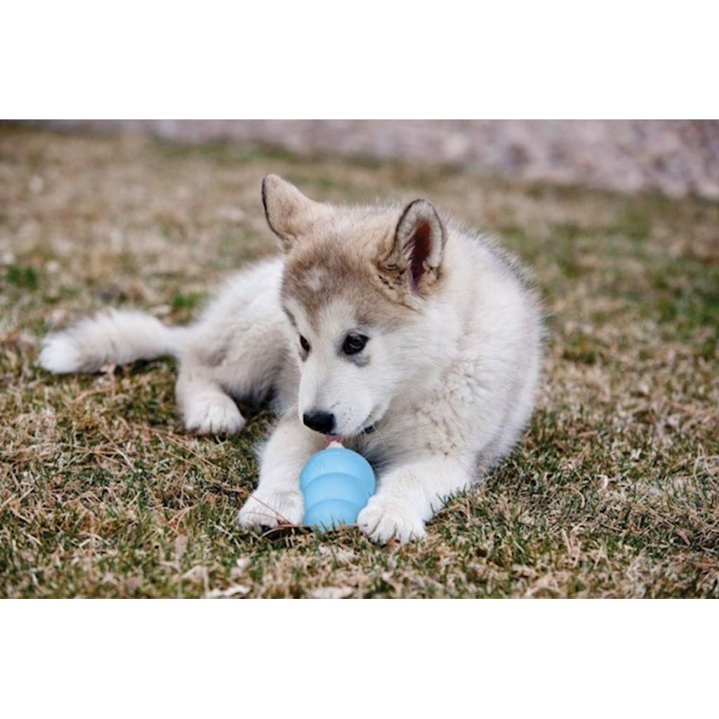 KONG - Dog Puppy
