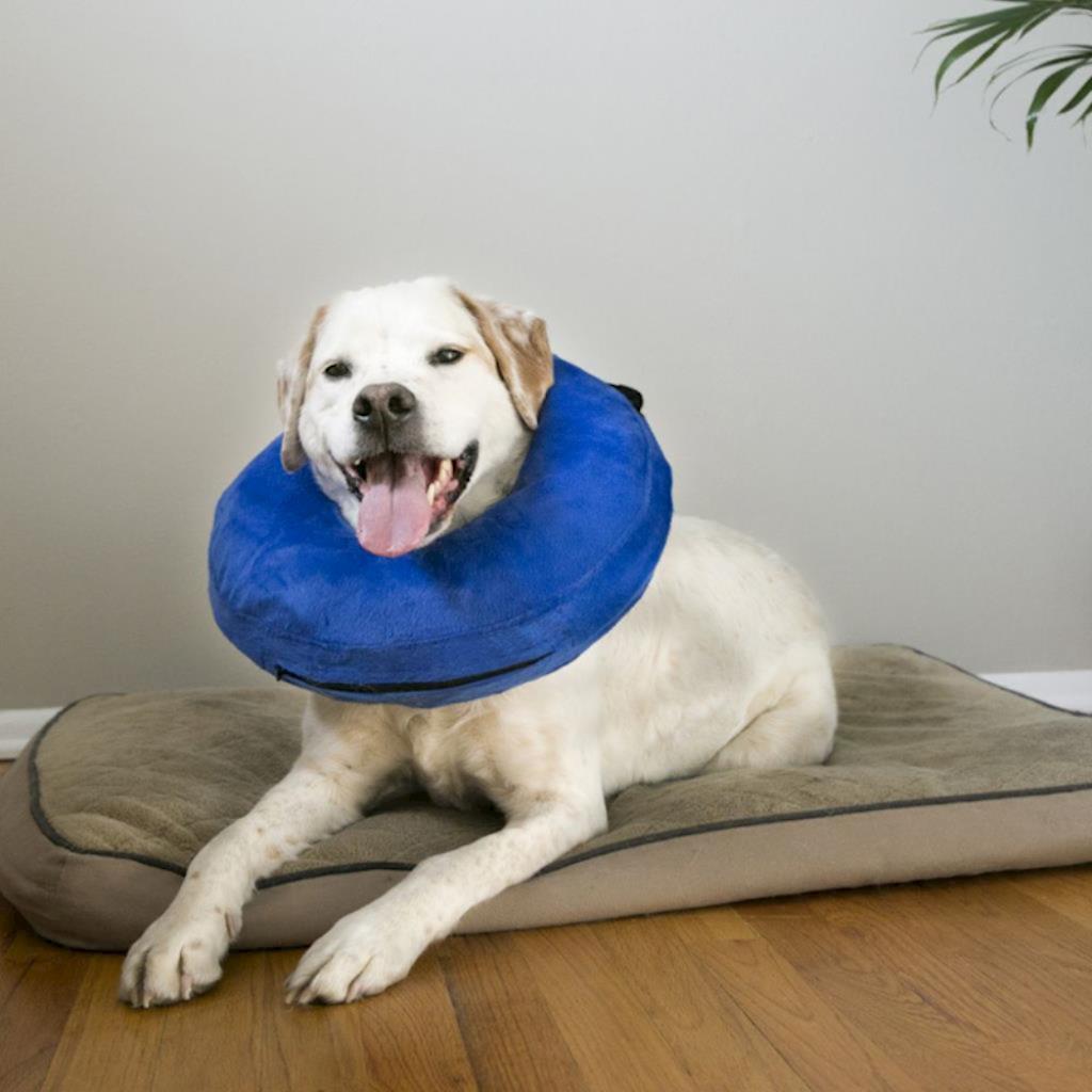 KONG - Dog Cloud Collar