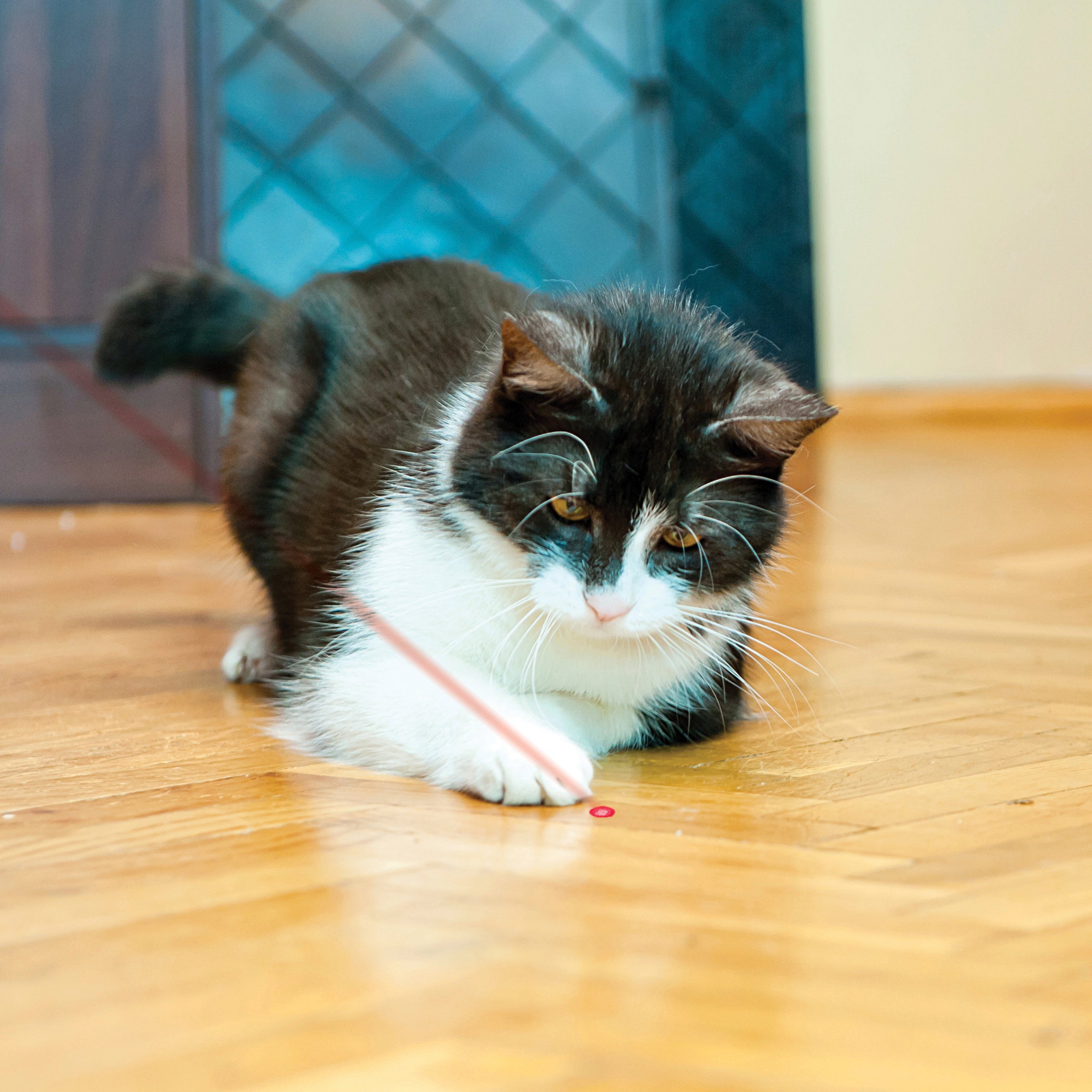 KONG - Cat Laser Toy
