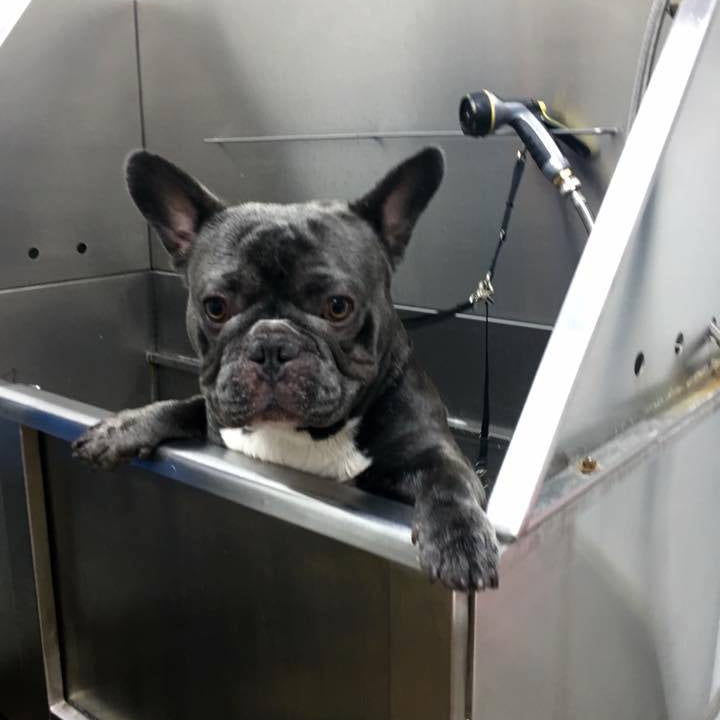 betrbowl, by Pet Planet