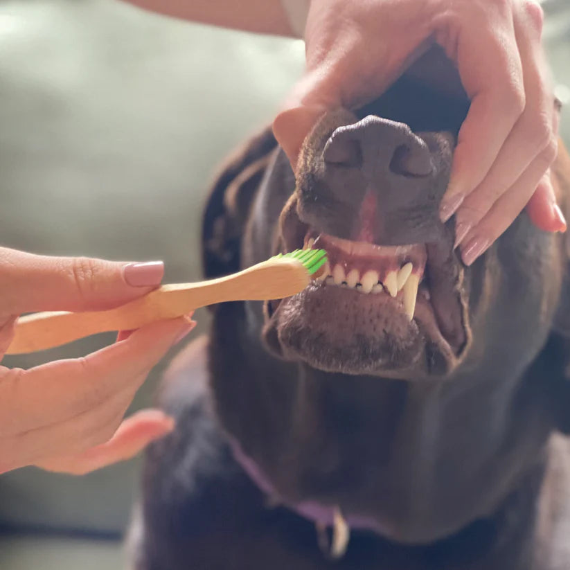 P&NP - Dental Kit: Brush & Tooth Gel