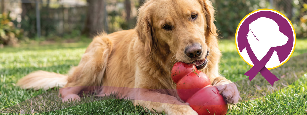 betrbowl, for pets