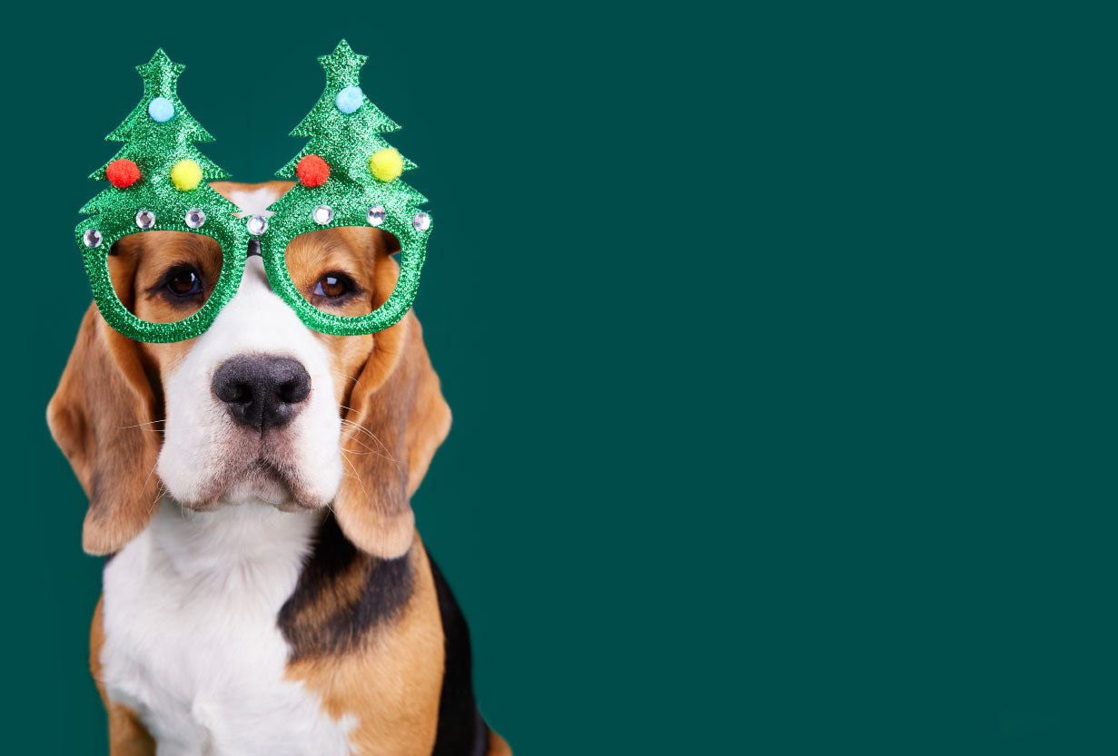 betrbowl, by Pet Planet