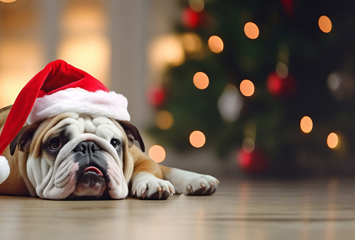 betrbowl, by Pet Planet